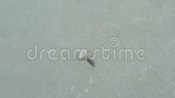 沙滩上的隐蟹视频的预览图
