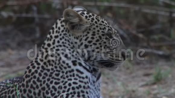 肯尼亚的非洲豹视频的预览图