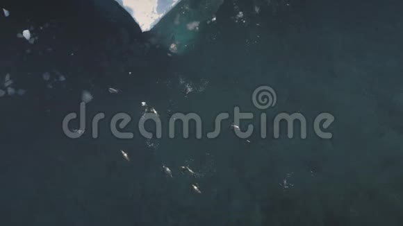南极洲企鹅水下俯视图视频的预览图