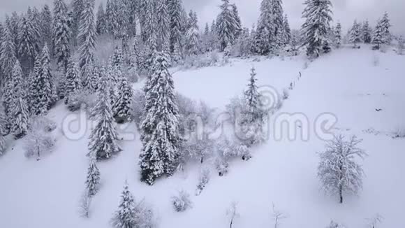 三合一视频不同速度飞越雪山针叶林晴朗的霜冻天气视频的预览图