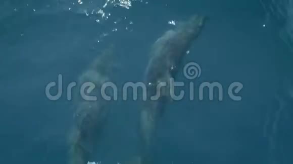 几只海豚在船或船前游泳跳起来看着镜头动物和环境保护视频的预览图