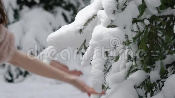 不可辨认的女人用雪触摸着常绿树的枝条视频的预览图