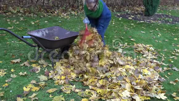 女人把干燥的枫叶带到院子里的手推车里4K视频的预览图