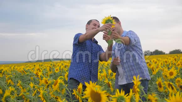 两名农民男子在智能手机上创业拍照探索在田间慢动作地观察向日葵作物视频的预览图
