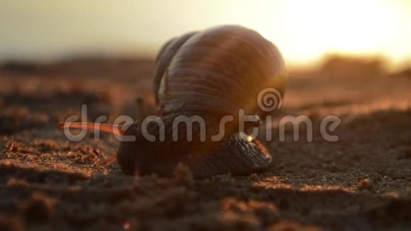 蜗牛在夕阳下的河沙上爬行视频的预览图