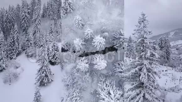 三合一视频飞越雪山针叶林晴朗的霜冻天气垂直视频蒙太奇视频的预览图