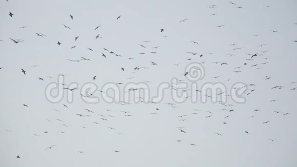 一大群鸟以超慢动作飞行的后景视频的预览图