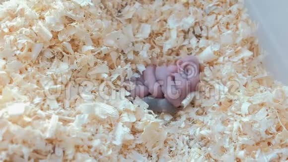 新生的小老鼠在巢里看不见妈妈视频的预览图