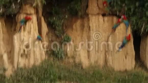 在秘鲁的马努国家公园红绿色的马考斯阿拉氯翅目鹦鹉聚集在一起平衡它们的水果饮食视频的预览图