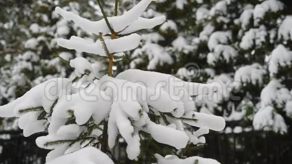 冬天寒冷的公园里覆盖着雪的小杉树视频的预览图