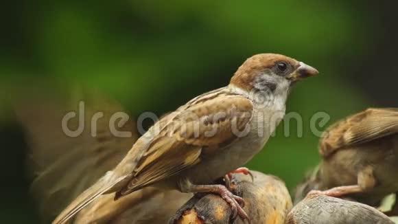一群菲律宾玛雅鸟欧亚大树麻雀或帕瑟山雀栖息在树枝上啄食视频的预览图