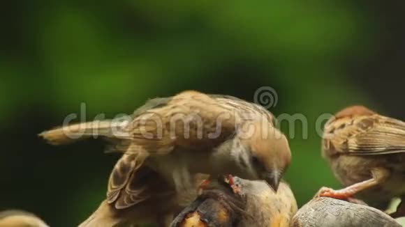一群菲律宾玛雅鸟欧亚树麻雀或帕塞尔蒙塔纳斯栖息在树枝上寻找食物视频的预览图