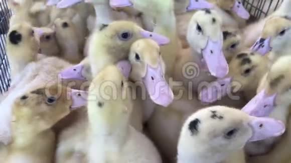 农场里的一群鸭子小黄鸭视频的预览图