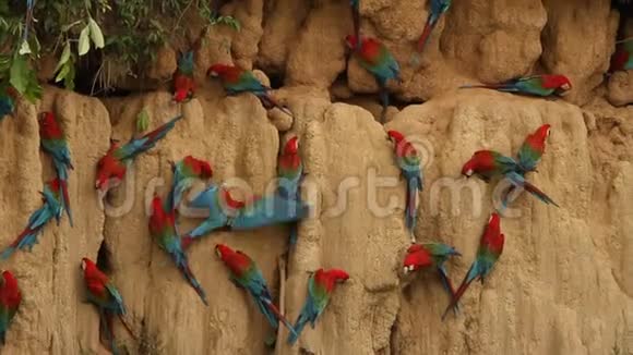 在秘鲁的马努国家公园红绿色的马考斯阿拉氯翅目鹦鹉聚集在一起平衡它们的水果饮食视频的预览图