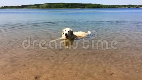 宠物的幸福生活金毛猎犬正在湖中嬉戏从羊毛中摇来摇去动作缓慢视频的预览图