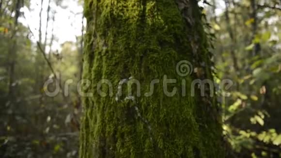 冬季蒂奇诺河自然公园森林中的乔木和灌木视频的预览图