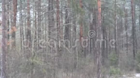 黑暗茂密的松林中降雪视频的预览图