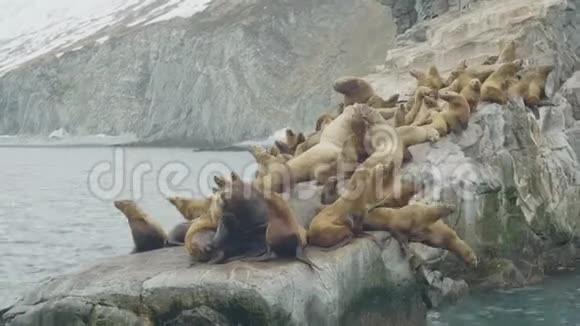 一群海狮在海洋的岩石悬崖上放松野生动物和海洋动物视频的预览图
