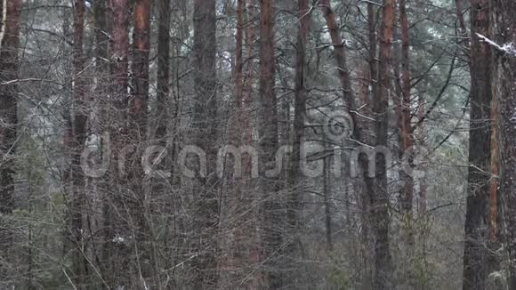 黑暗茂密的松林中降雪视频的预览图