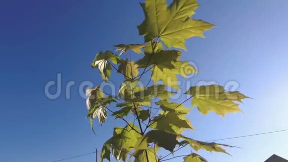 风中嫩枫树的绿叶视频的预览图