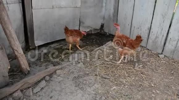 成年鸡在农场里跑来跑去视频的预览图