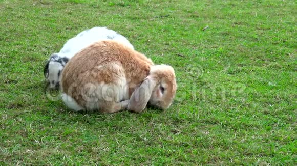 动物园在绿草中放牧的兔子对视频的预览图