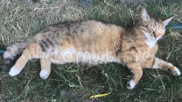 毛茸茸的猫躺在草地上的街道上视频的预览图