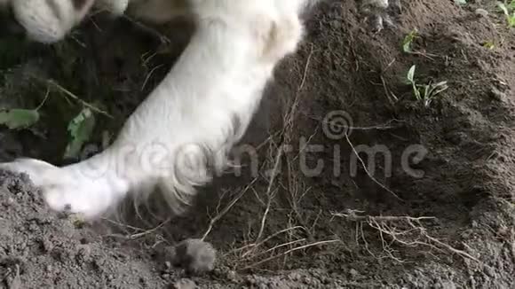 宠物的幸福生活一只金毛猎犬正在花园里挖地慢动作视频的预览图
