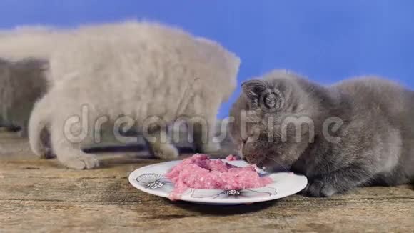 小猫吃一块肉视频的预览图