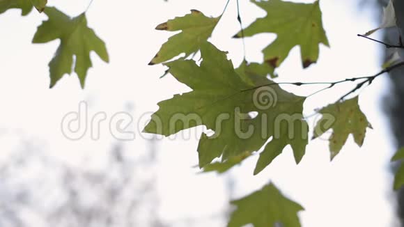 梧桐树枝上枯叶视频的预览图