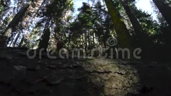 一位积极健康的时髦女摄影师手里拿着相机穿过森林女孩在散步视频的预览图