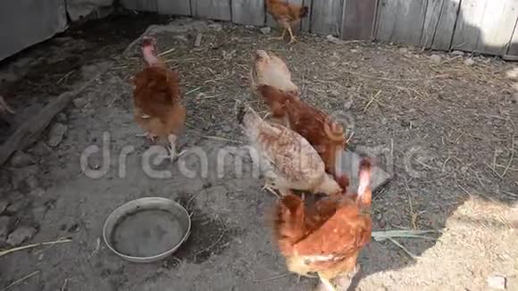 成年鸡在农场里跑来跑去视频的预览图