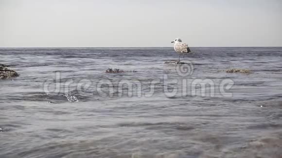 在水中的岩石上缓慢地移动一只孤独的海鸥视频的预览图