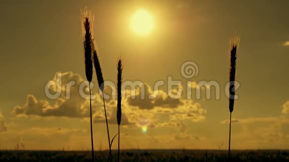 在日落背景下缓慢运动的田野草穗剪影视频的预览图
