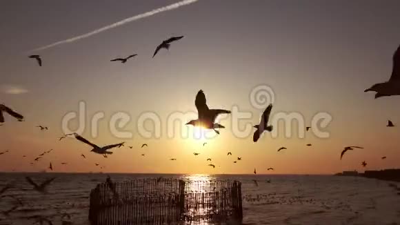 美丽的日落与海鸥剪影在邦浦泰国视频的预览图