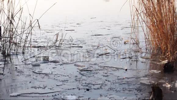 有浮冰和芦苇的河流视频的预览图