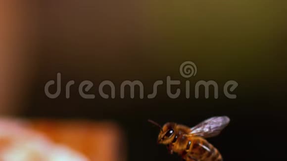 欧洲蜂蜜蜂意大利蜜蜂飞行中的蜜蜂返回蜂巢慢动作视频的预览图