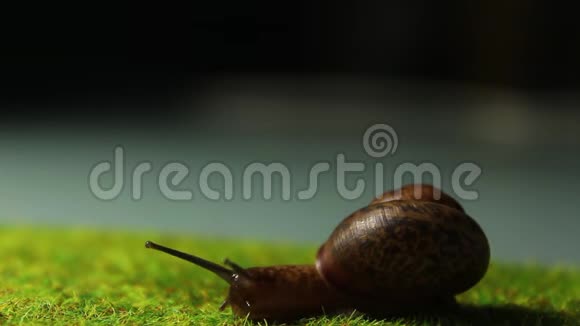 一只花园里的蜗牛在黑暗中沿着草地爬行视频的预览图