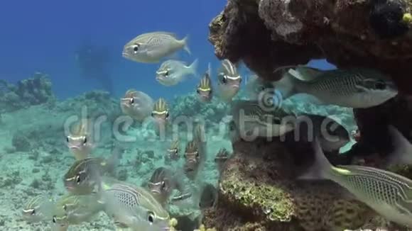 珊瑚中的海鱼群在水下放松红海视频的预览图