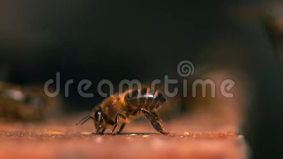 欧洲蜂蜜蜂蜜蜂做通风慢动作视频的预览图