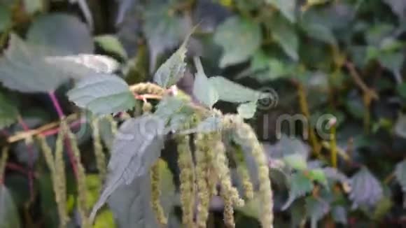 蕨类植物视频的预览图
