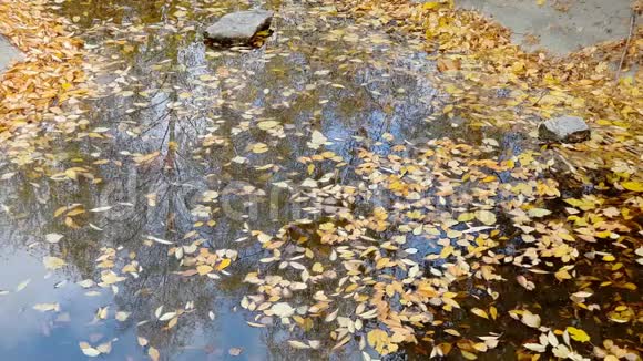 黄秋叶在池塘的表面视频的预览图