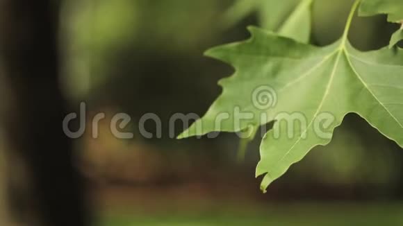 绿叶枫在风中特写枫叶枫叶在风中摇摆视频的预览图