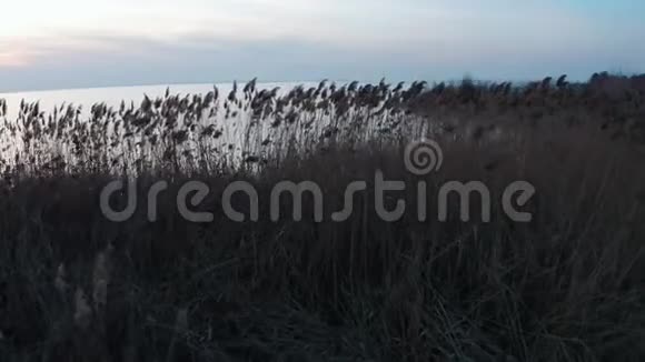 日落时海边的空中近景芦苇视频的预览图