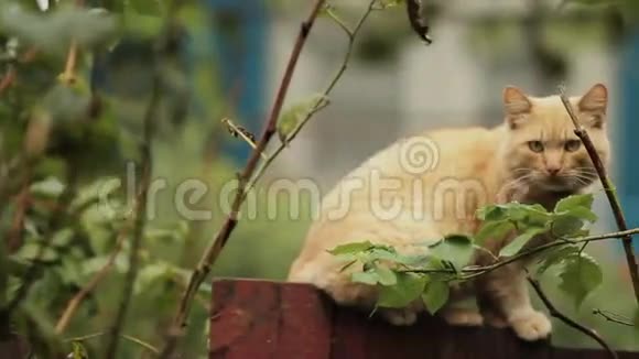 愤怒的野猫在花园里视频的预览图
