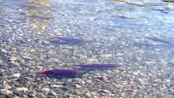 棘轮鲑鱼变焦4K超高清视频的预览图