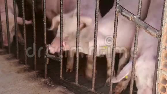 肉场的猪肉视频的预览图