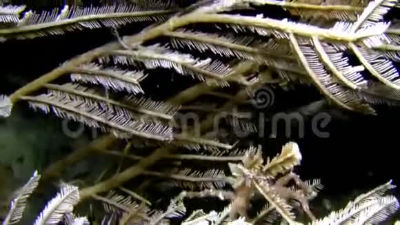 在印度尼西亚气泡珊瑚中携带一些水生虾的尖头的蟹蟹视频的预览图