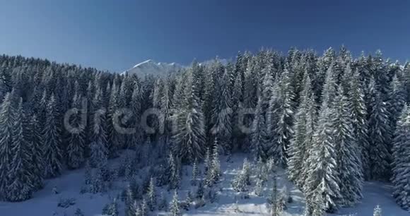 飞越白雪覆盖的云杉森林背景是群山视频的预览图