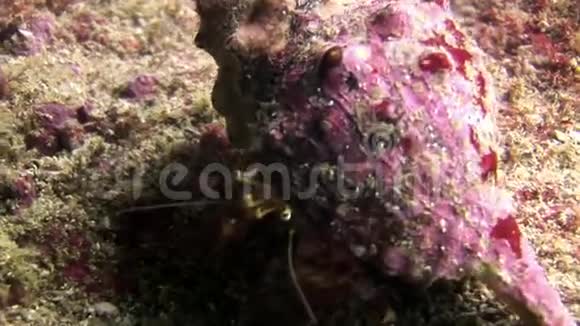 加拉帕戈斯海底贝壳中的癌症隐士视频的预览图
